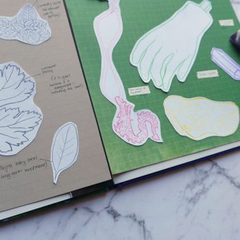 Scientific illustration: Curate your own seasonal collection